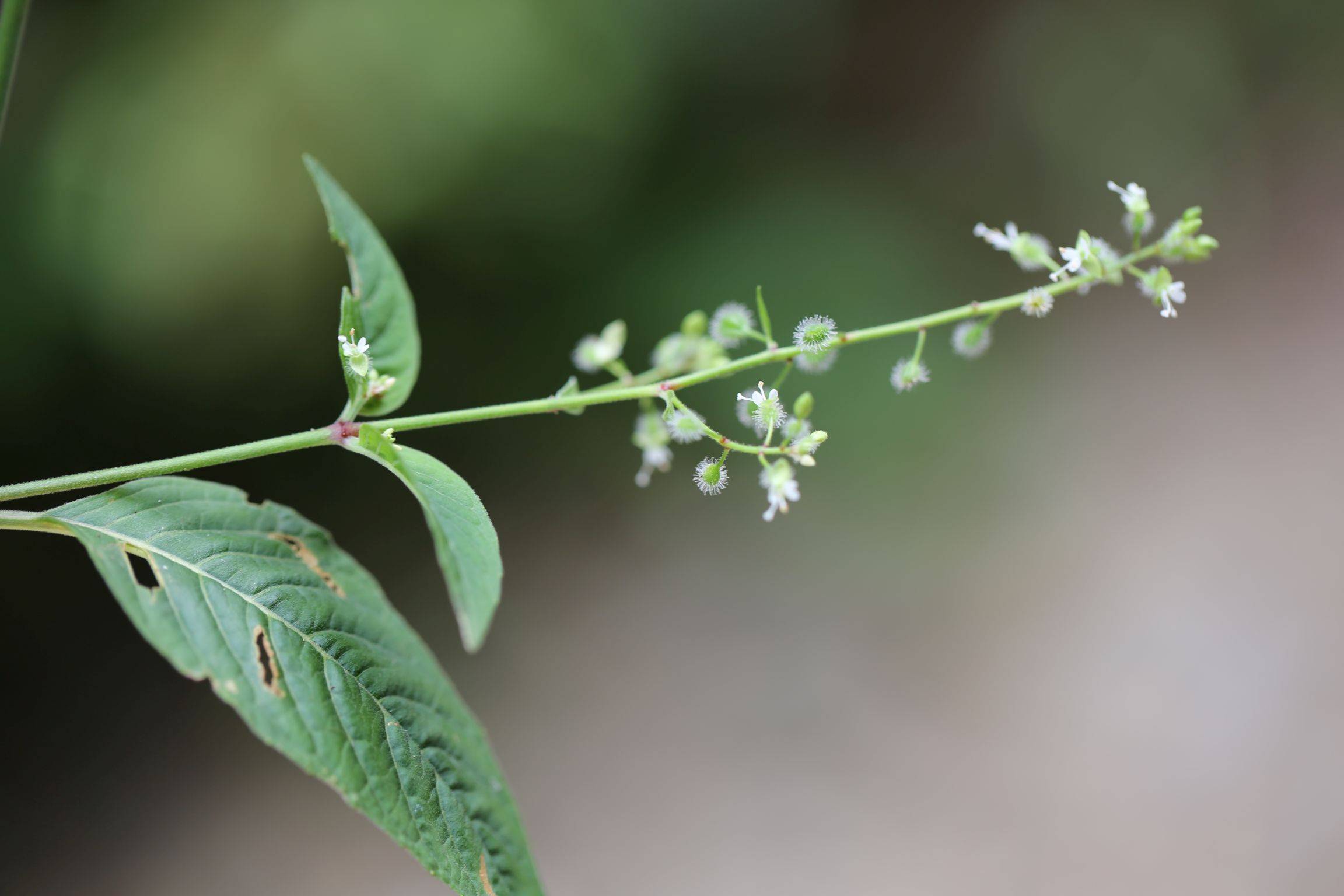 庆元植物1418-柳叶菜科-露珠草属-南方露珠草