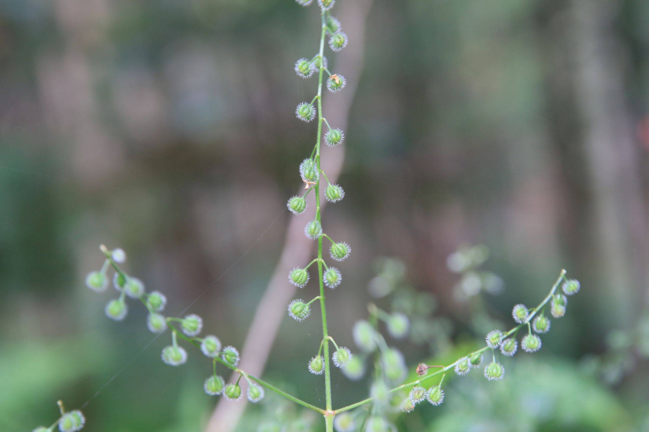 庆元植物1418-柳叶菜科-露珠草属-南方露珠草