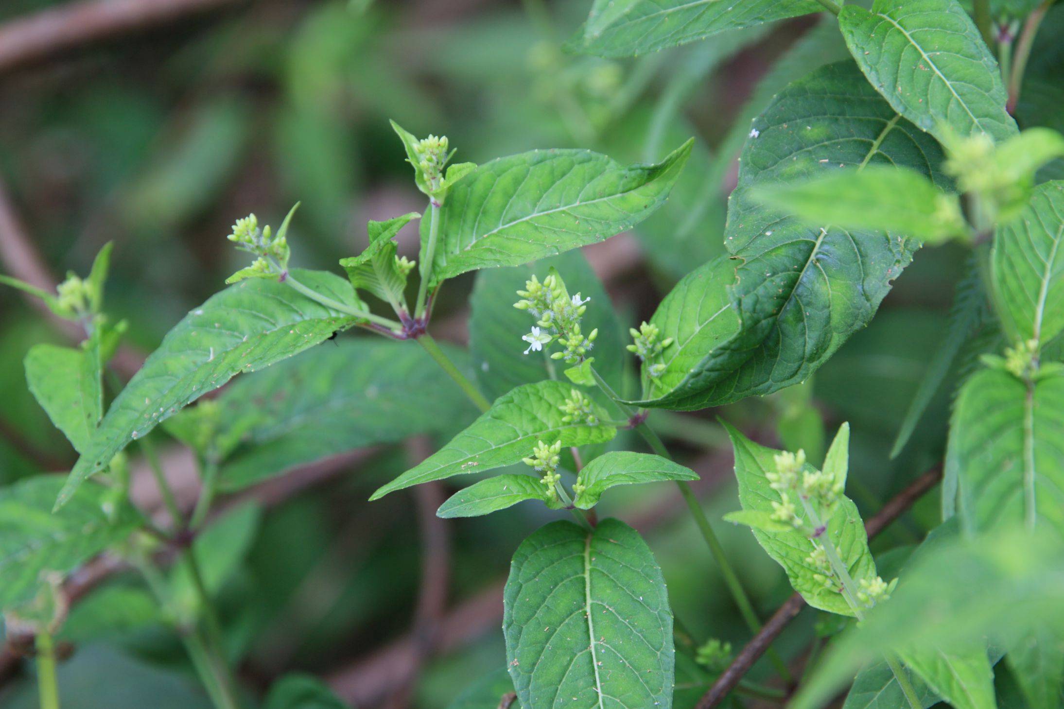 庆元植物1418柳叶菜科露珠草属南方露珠草