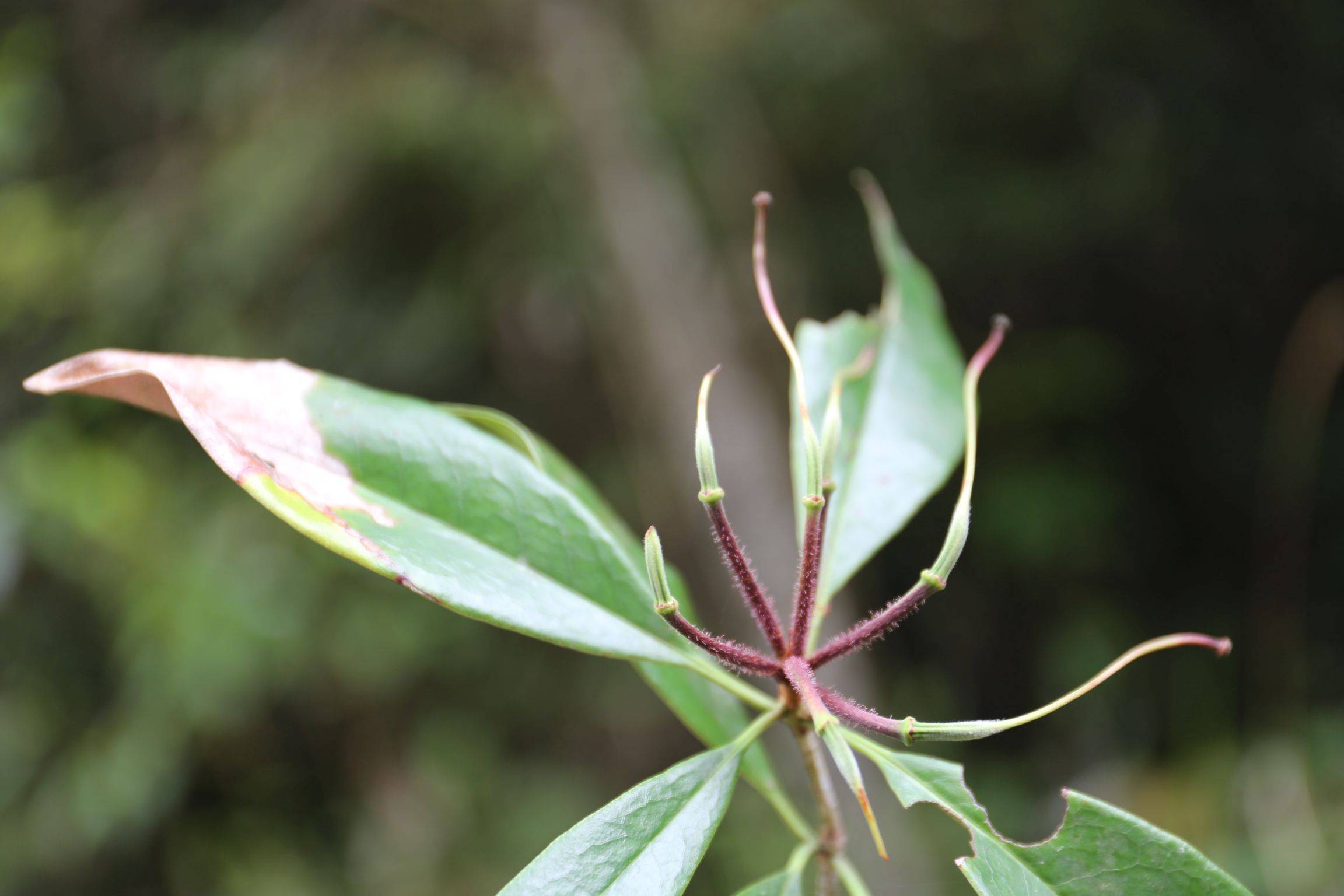 庆元植物1419-杜鹃花科-杜鹃花属-秃房杜鹃(弯蒴杜鹃之变种)