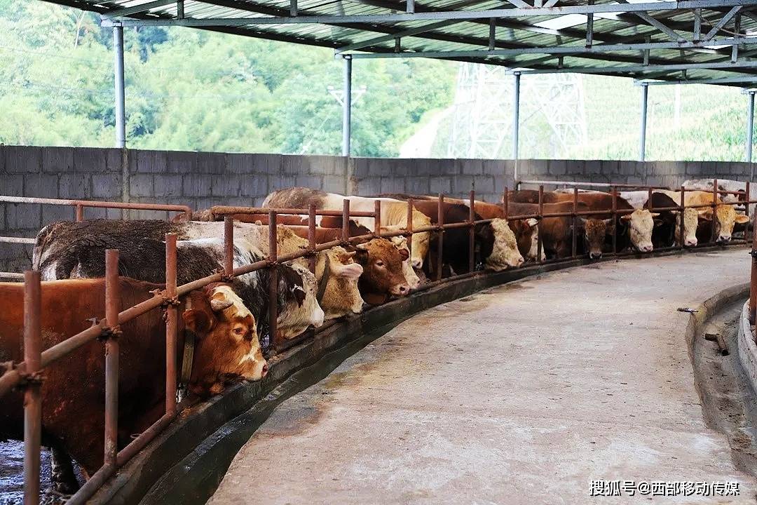 致富经养殖_致富养殖好项目_致富养殖业