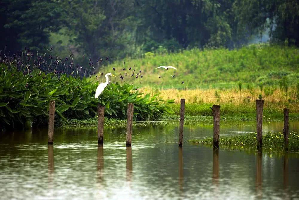 文化|西溪湿地公园