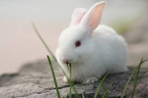 兔子拉肚子不吃东西怎么办