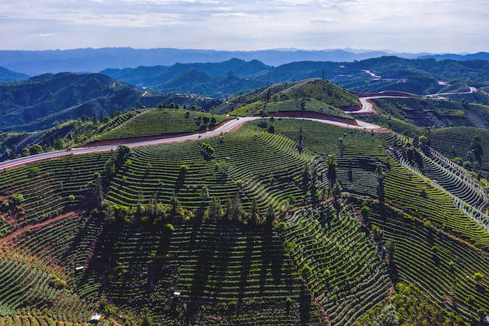 云南省普洱市困鹿山古茶园
