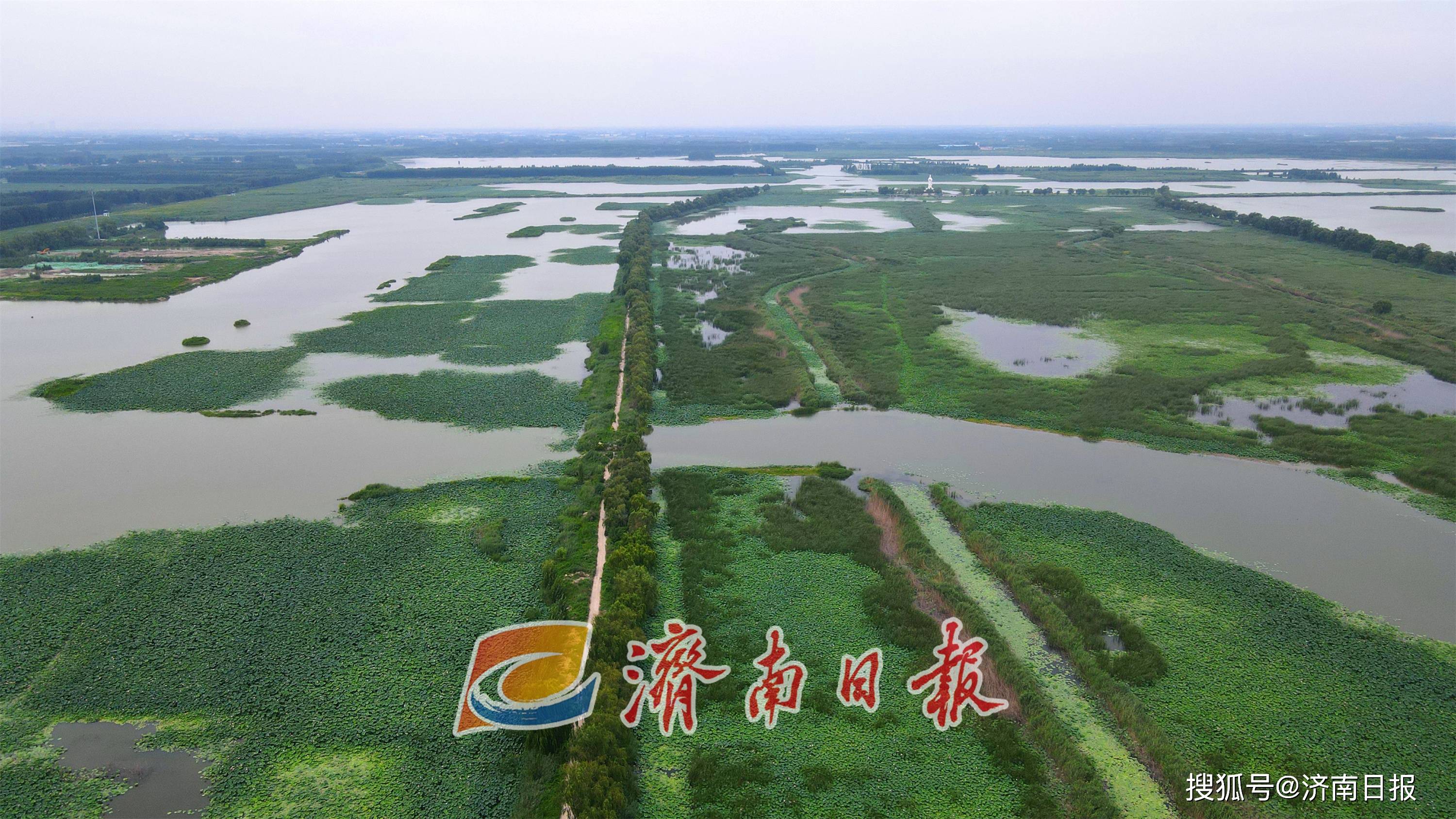 盛夏,位於濟南章丘區的白雲湖國家溼地公園進入一年中最美的時節,溼地