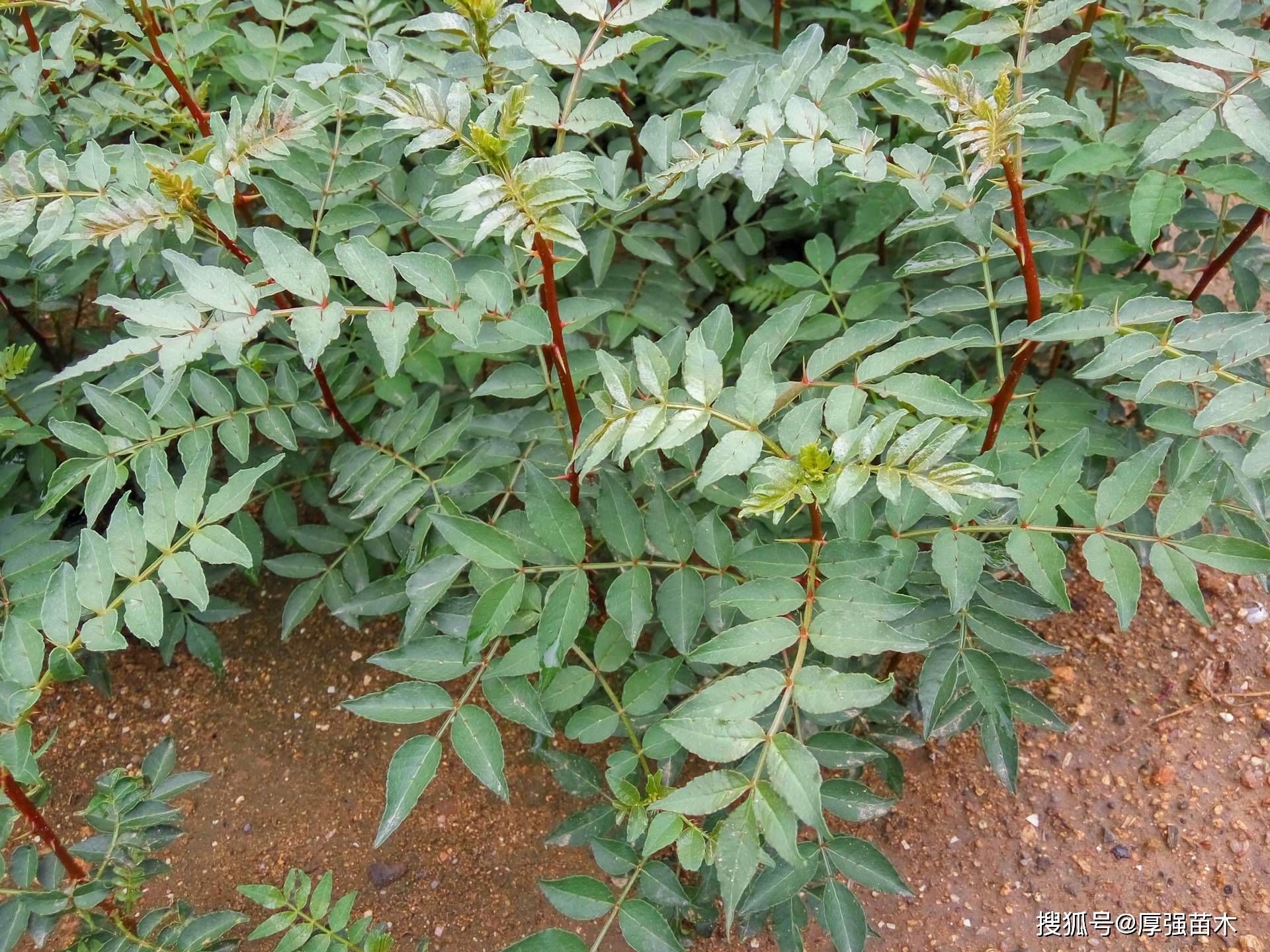 花椒苗的栽培时间和技术_种植