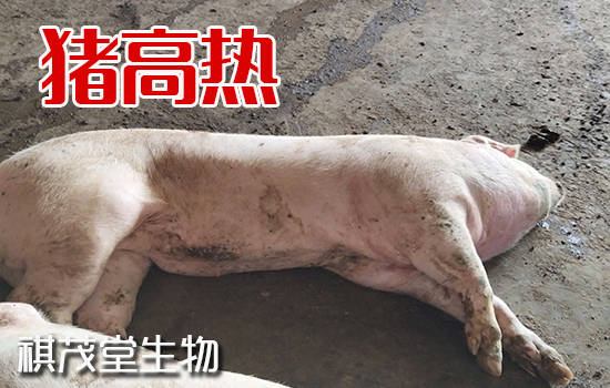 夏季猪高热病的临床症状和发病原因夏季猪高热病治疗方法治猪高热的中