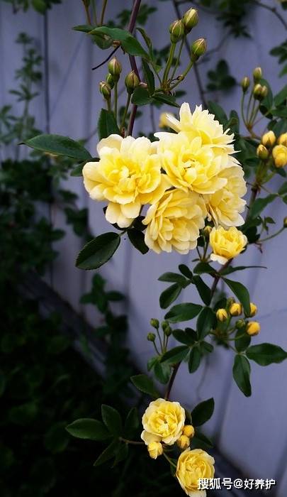 木香花 庭院爬藤新宠 比蔷薇香十倍 香气
