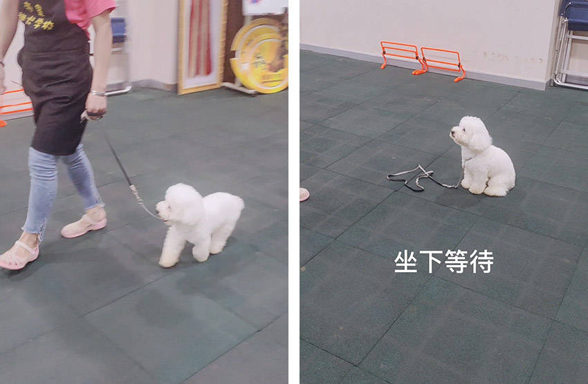 怎么训练狗狗学会定点大小便?以成年比熊犬真实训犬案例分享