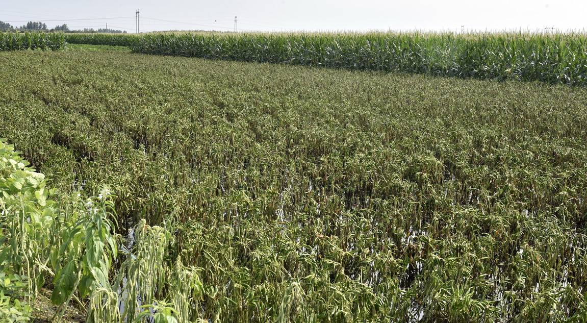 一些辣椒,玉米,蔬菜,西瓜等农作物受灾严重,庄稼仍然浸泡在水中,大片