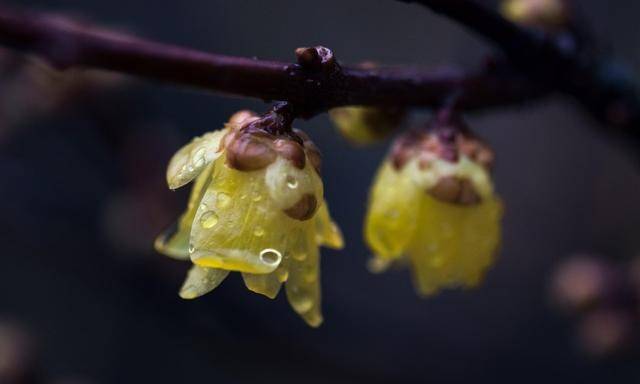 飞蛾扑火的故事简介有哪些 8cd947f7c95f445e9fa7caf90ee6b05f.jpeg