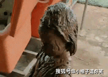 搞笑時刻：和洛基配合的是真默契啊！ 搞笑整蠱 第3张