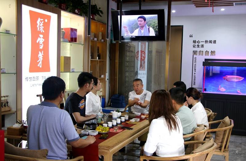 始祖|“绿雪芽”白茶——中国福鼎大白茶始祖