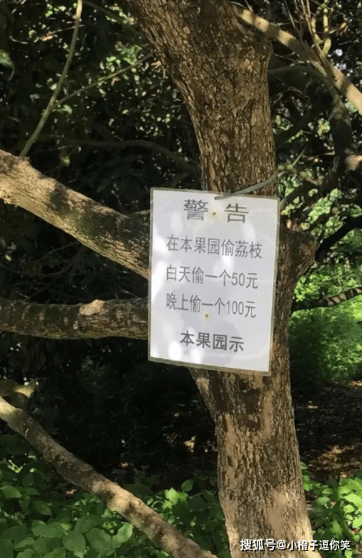 搞笑時刻：為什麼晚上的荔枝比白天貴呢？ 搞笑整蠱 第4张