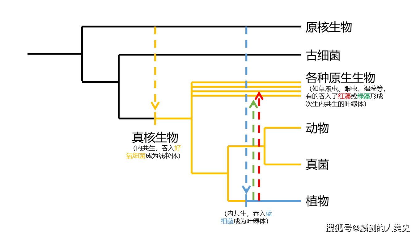 地球生物全系列 从单细胞到人类 真菌界概述 一 分类学