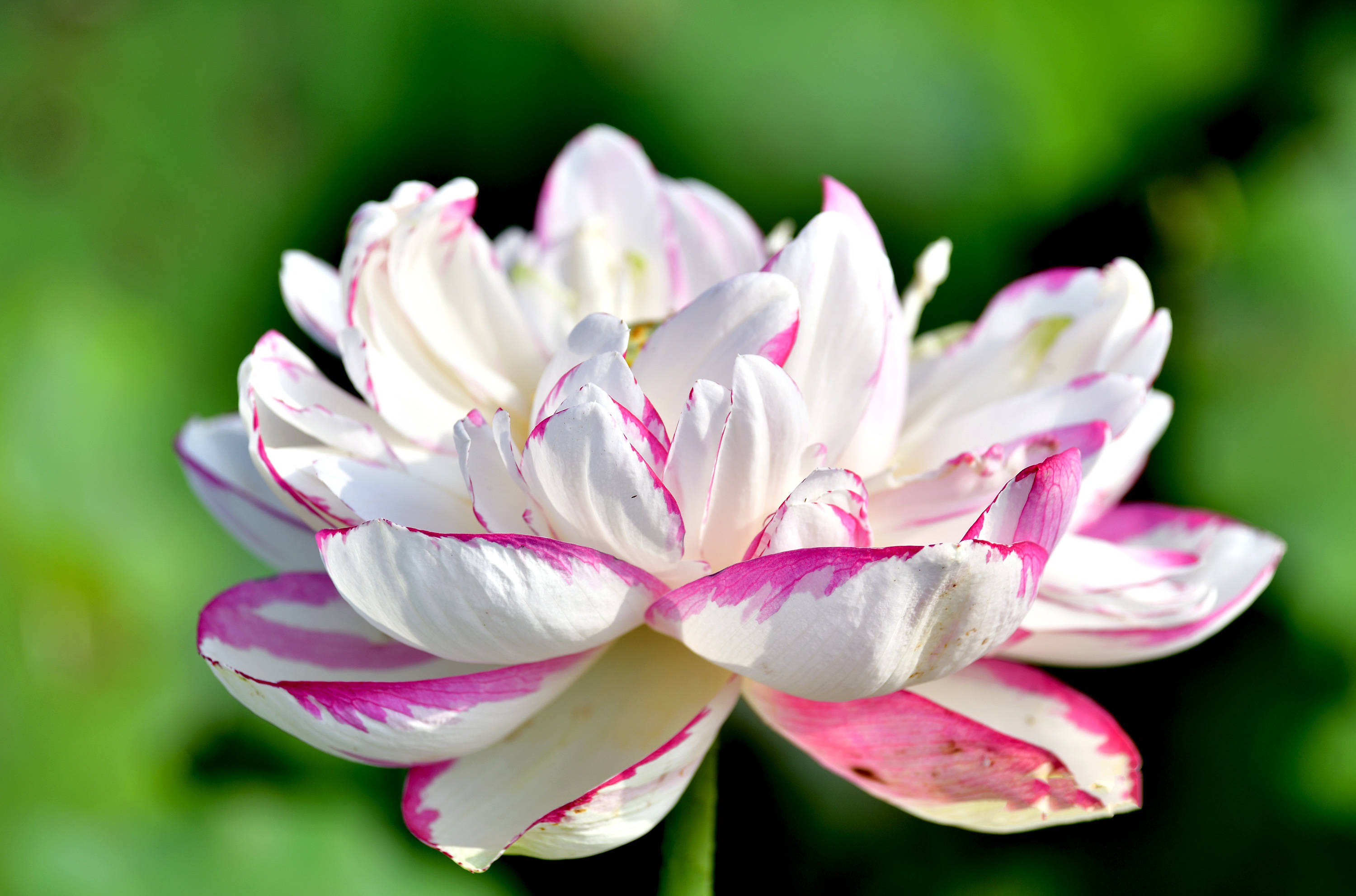 荷花品种—— 蝶恋花荷花品种—— 珠峰翠影荷花品种—— 红樱桃荷花