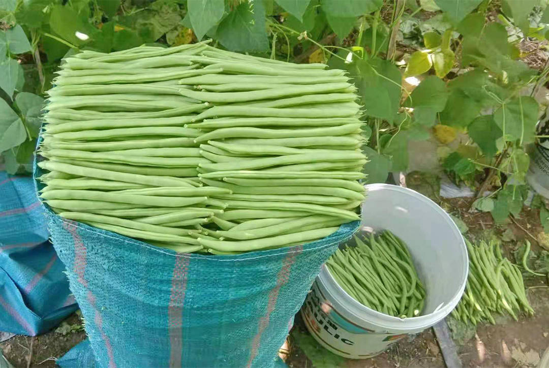 昌宁鸡飞:"致富豆"丰收农民乐开怀_四季豆