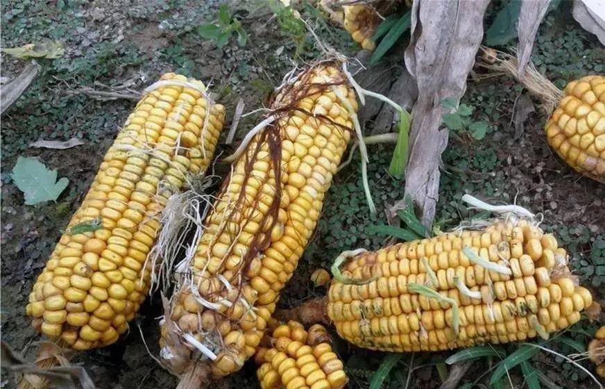 养殖业|霉菌毒素为什么是隐性杀手？看看它的这五大特点就知道