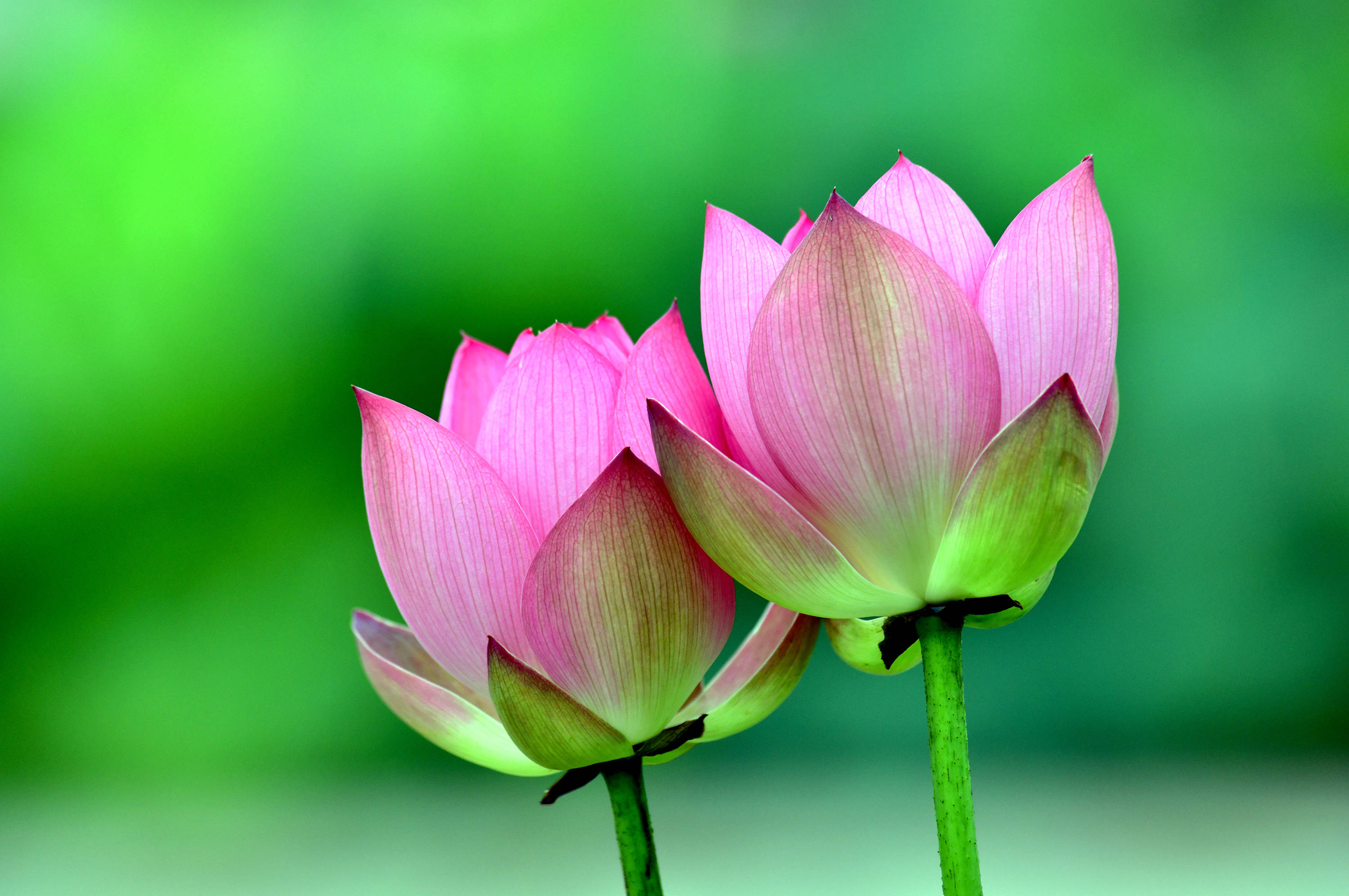 圆明园里观荷花九荷花品鉴下