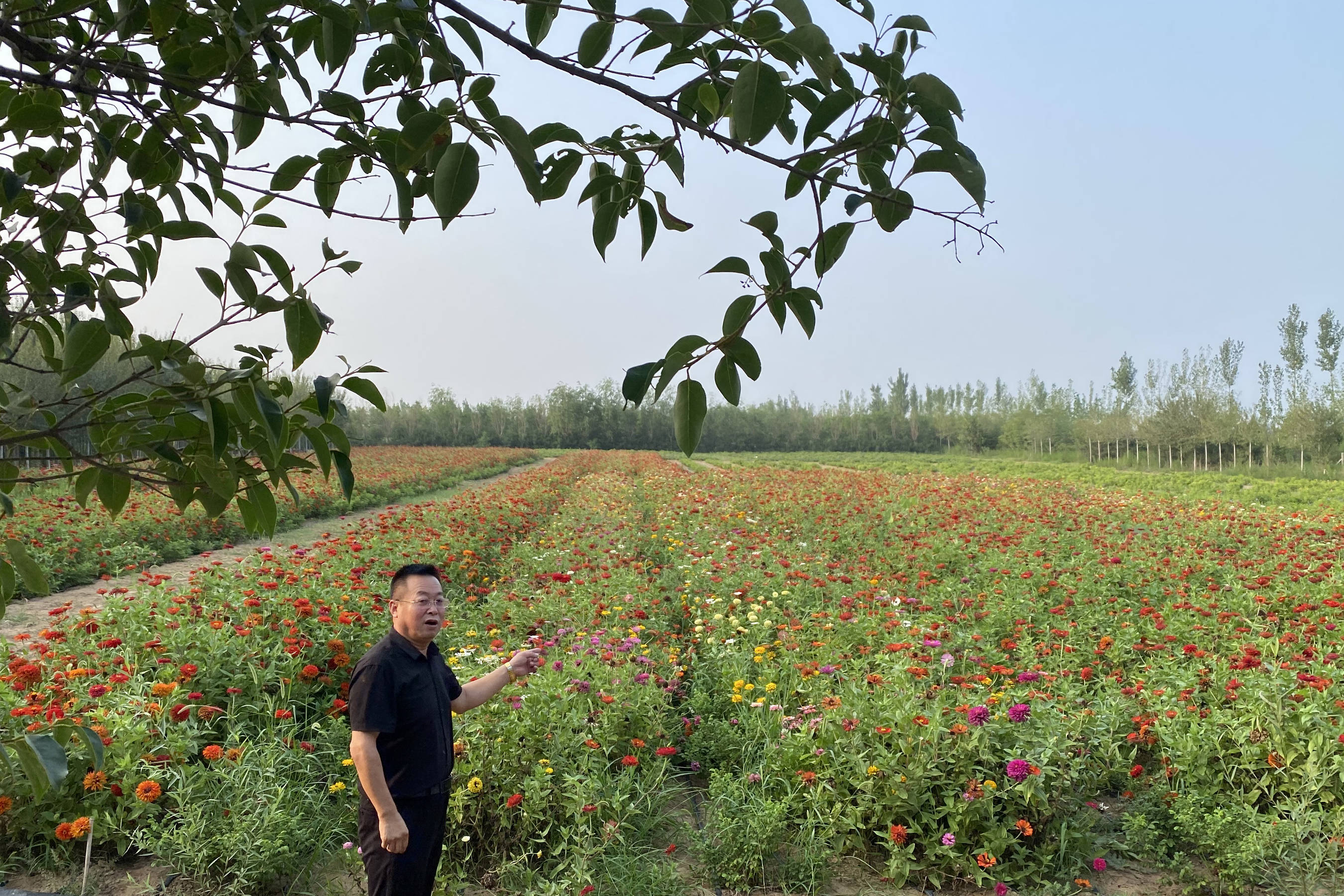 线上赏花:大荔官池牡丹园许你一个五彩斑斓的花花世界