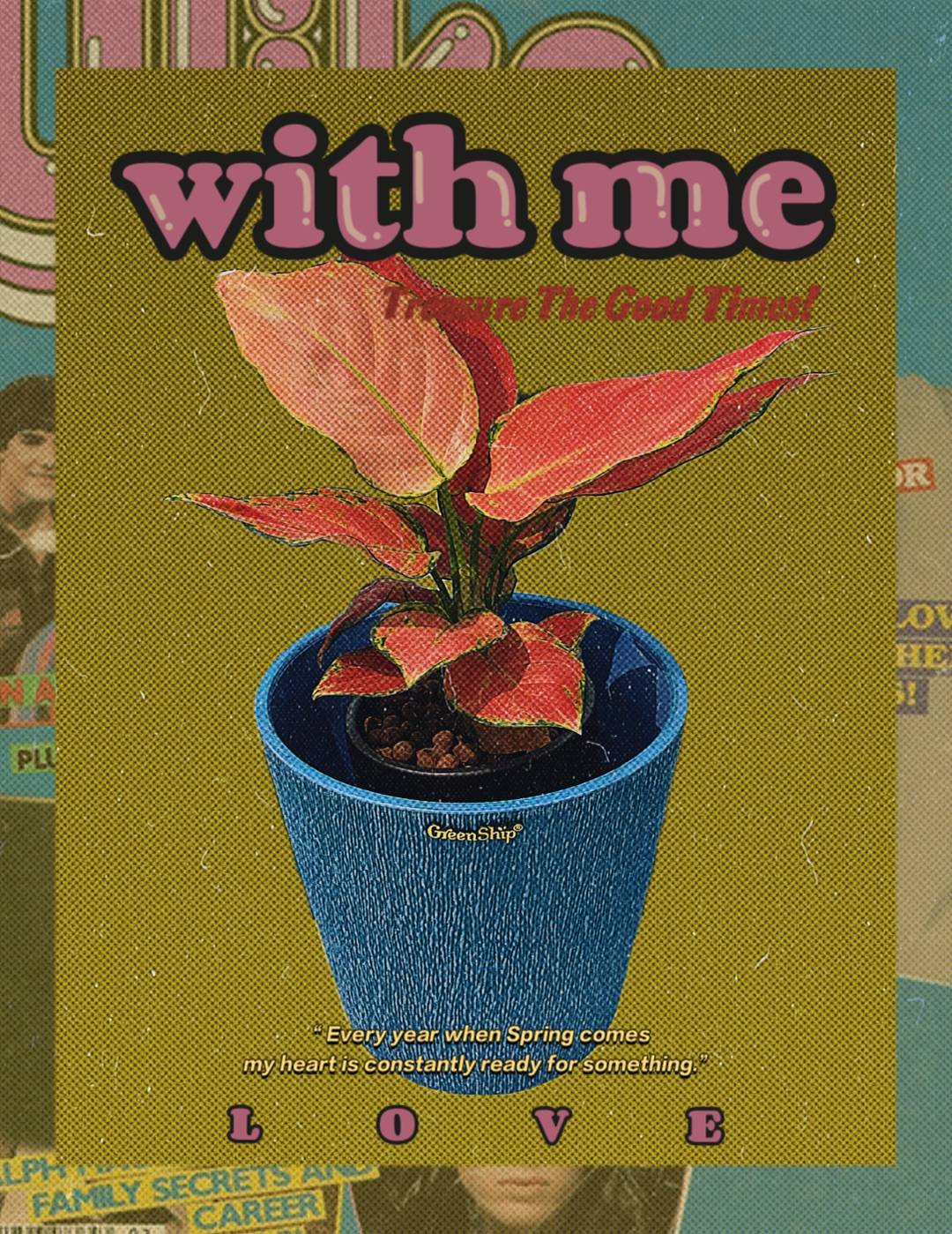 自古 红颜 多薄命 绚烂的彩叶万年青应该配什么样的花盆 叶片