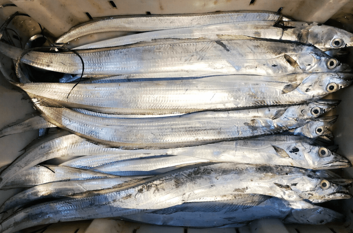 秋天吃魚，專挑這5種海魚，鮮嫩營養無小刺，魚販子都誇你是行家 熱愛美食 第6张