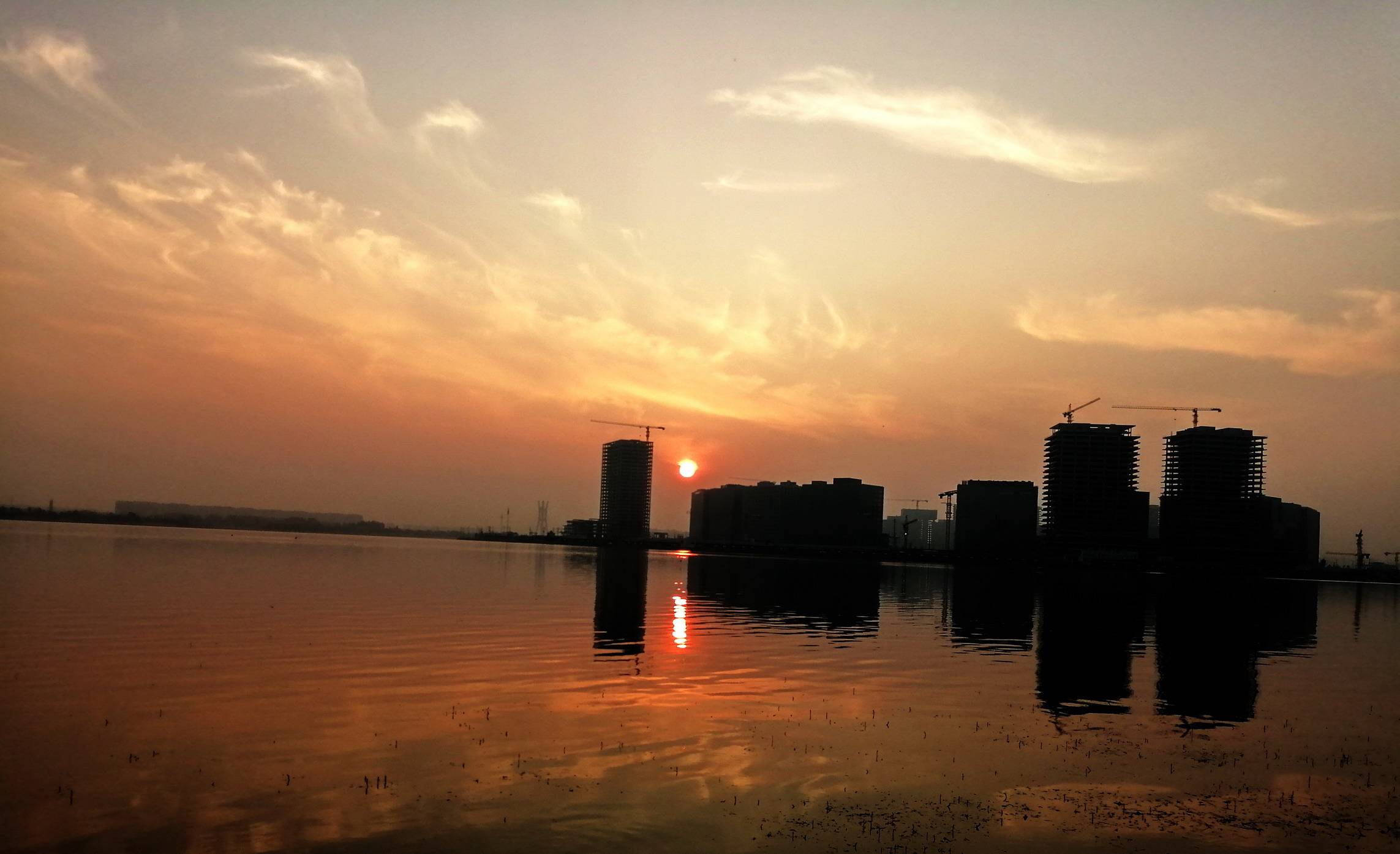 鄭州北龍湖溼地公園天鵝寶寶試航啦