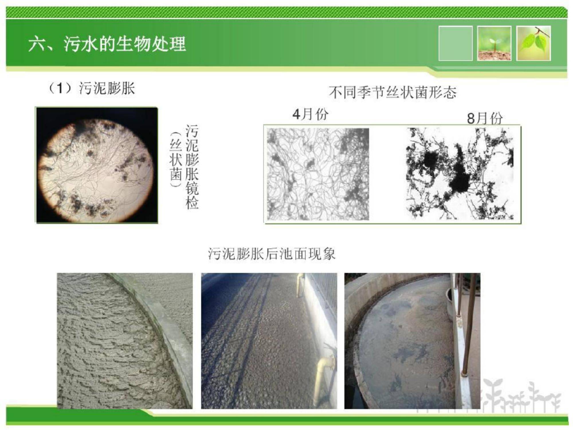 污水的生物处理