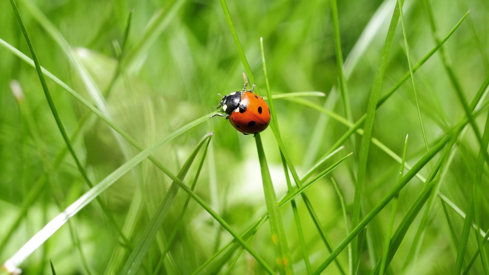 綠色植物上的小動物高清壁紙