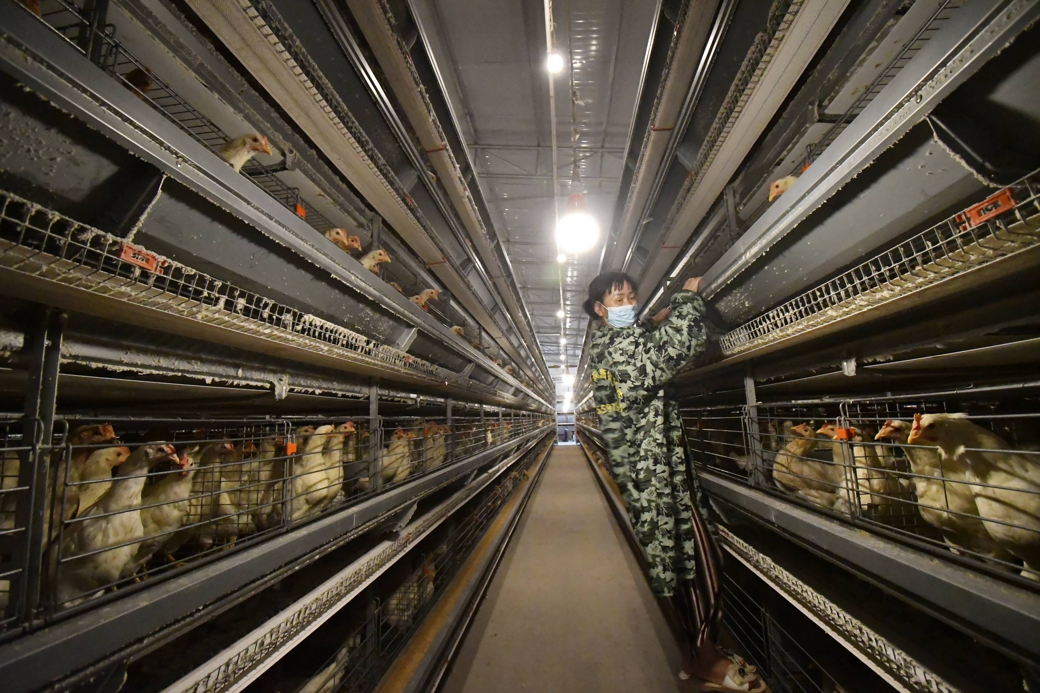 金溪双塘官边村:蛋鸡养殖成规模 "一村一品"促振兴(组图)