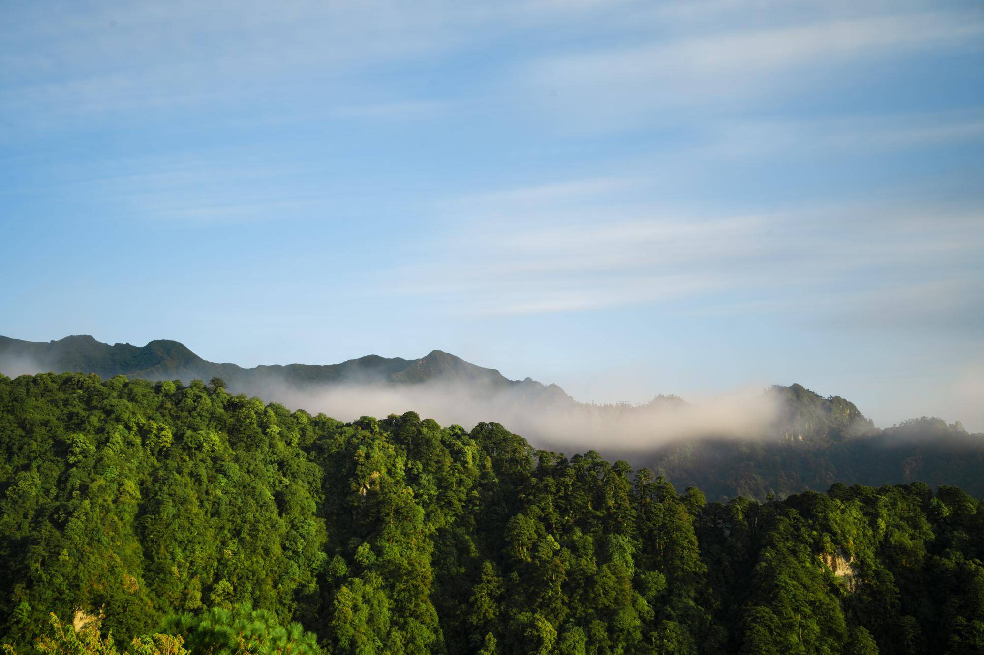 cop15看腾冲:世界上最大的人工秃杉林,了解一下?