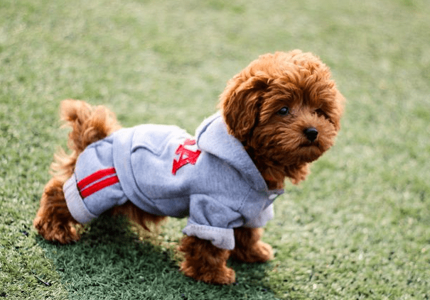 狗狗食欲减退怎么办 是哪里的问题 怎么治呢 影响