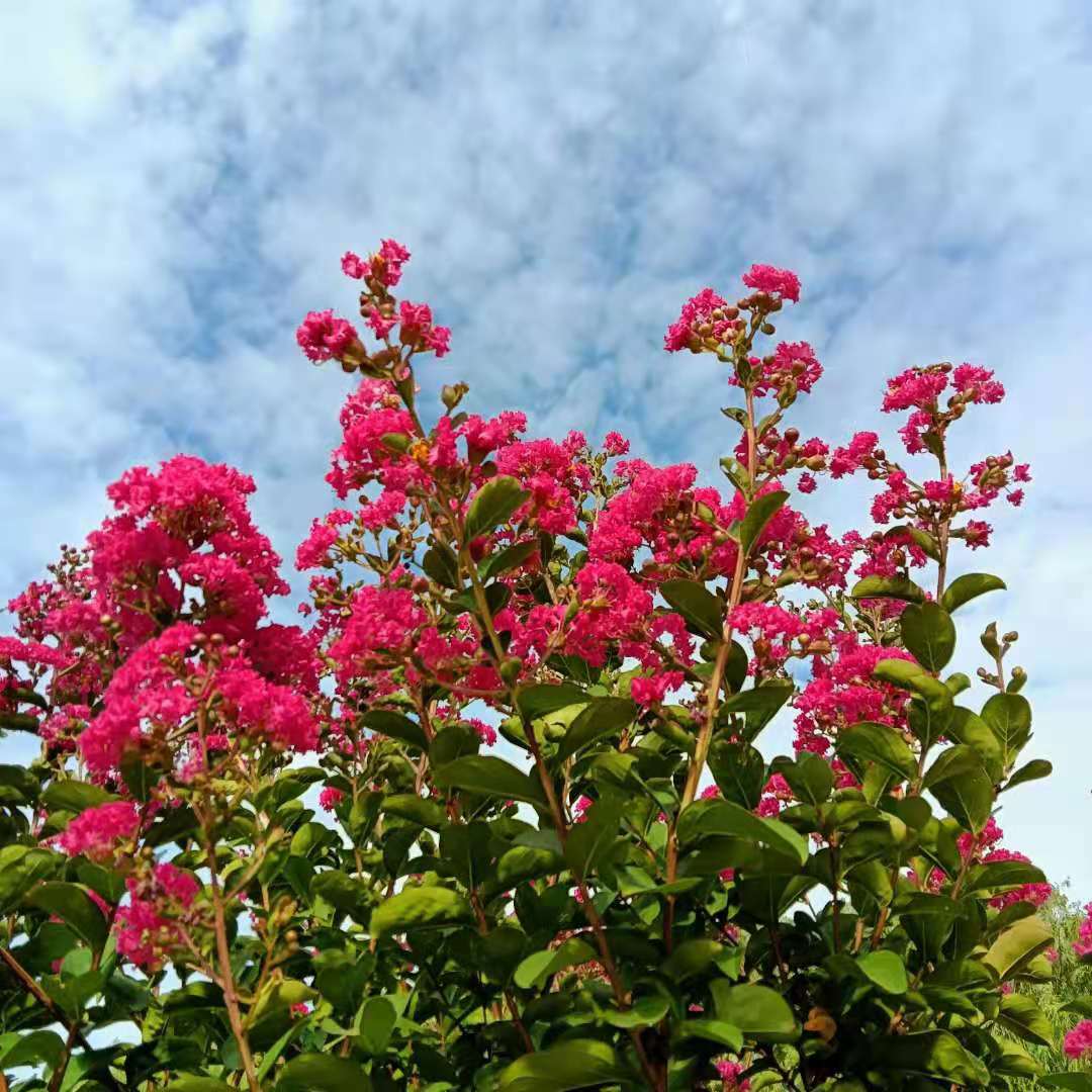 花木文化琐谈之 看花看色彩 美丽花木美在色 感情