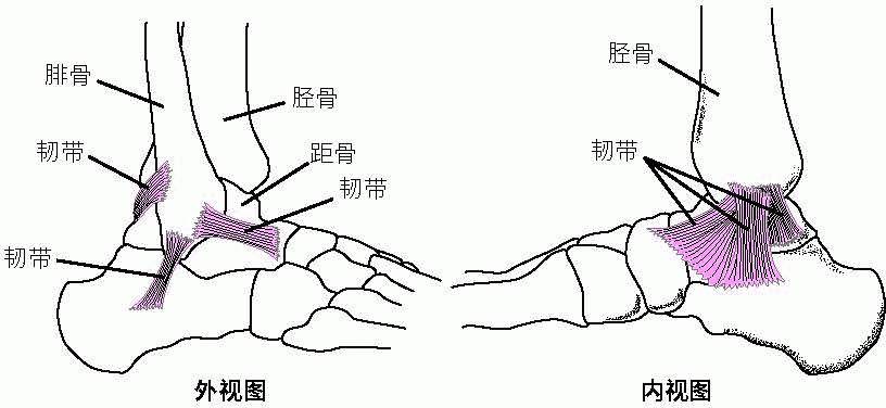 脚腕示意图图片