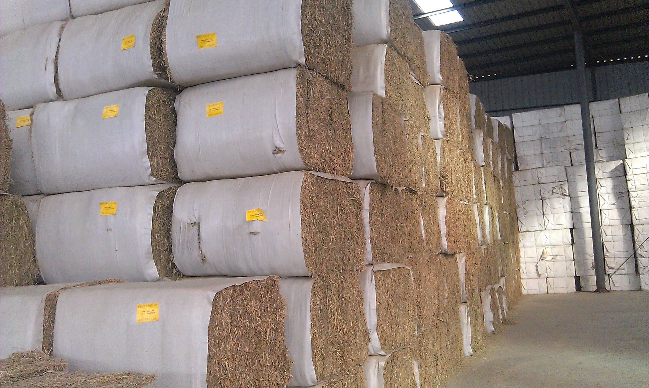 虽然有很多种,比如玉米秸秆,小麦秸秆这类青储饲料,也比如燕麦草,苜蓿