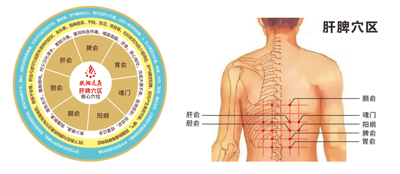 肝脾肾经络的位置图图片