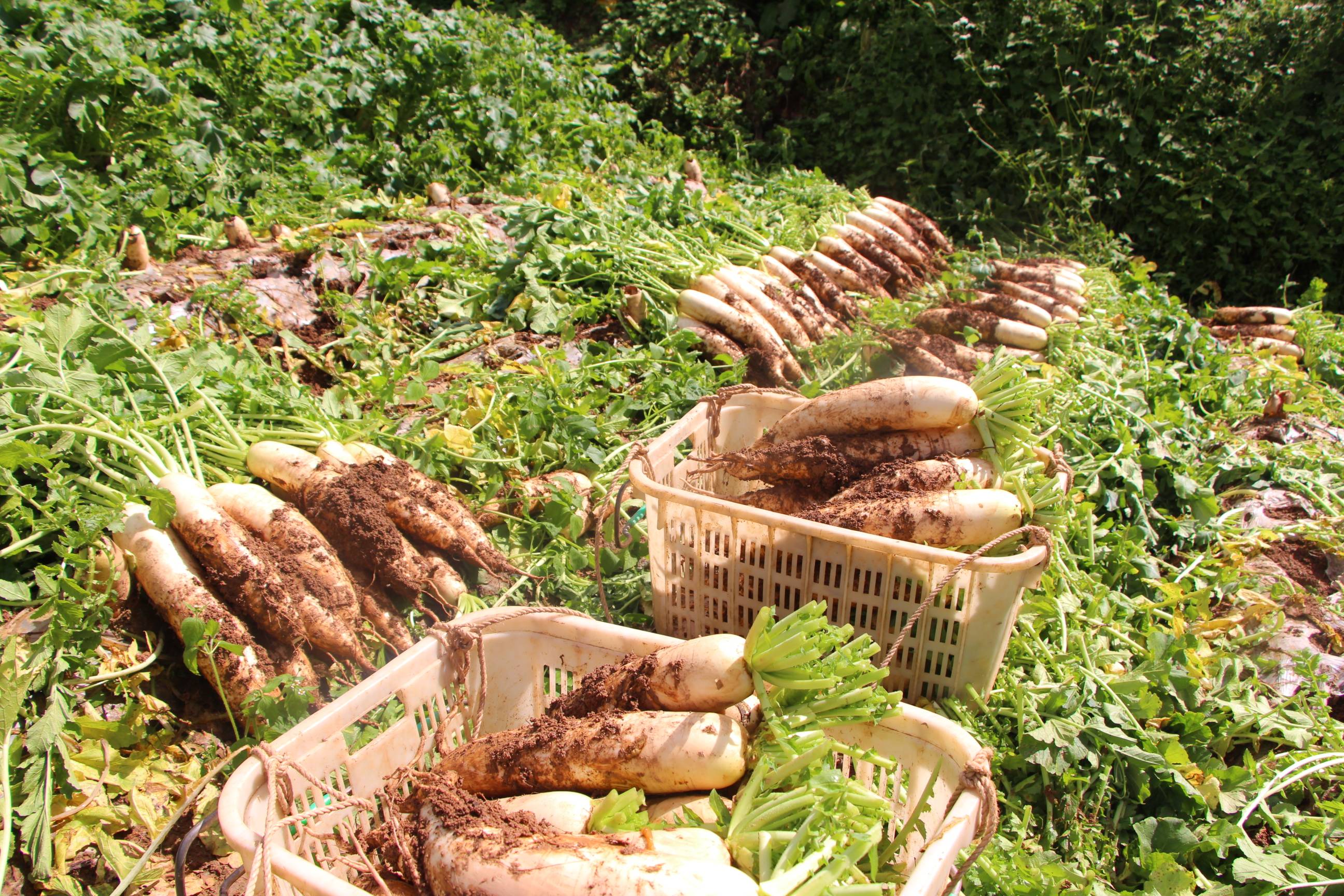 施甸雷打树村:萝卜喜获丰收 鼓起村民钱袋子