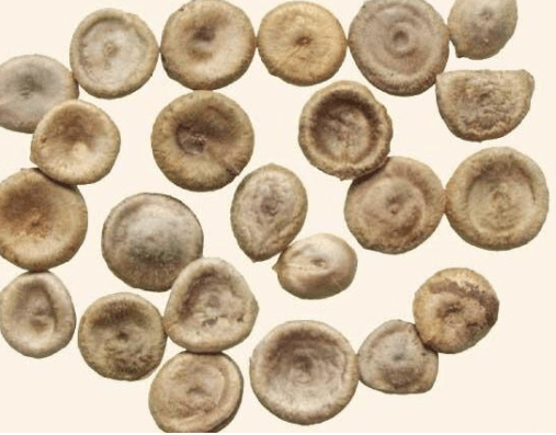 中药的君臣佐使是什么?为什么有些方剂可以"治病救命"?