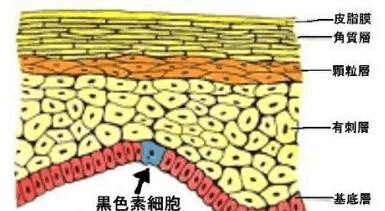 表皮层|秋季不补水 来年一脸斑