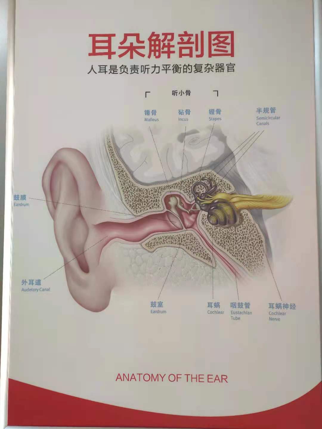 我们是怎么听到声音的?