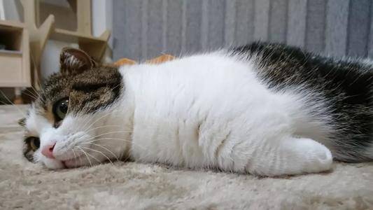 猫咪总是趴在地上不爱动是怎么了