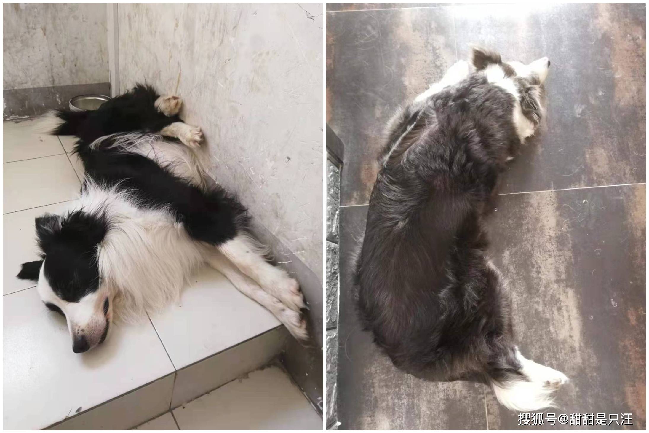 智商|什么狗适合新手养？第一次养狗选择泰迪还是金毛比较好？