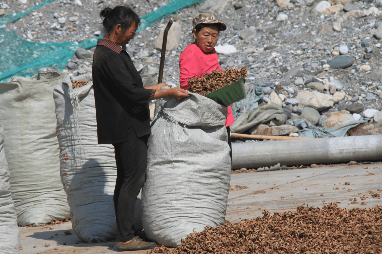 图为鼎润中药材加工厂工人正在装袋.通讯员 唐迪 摄