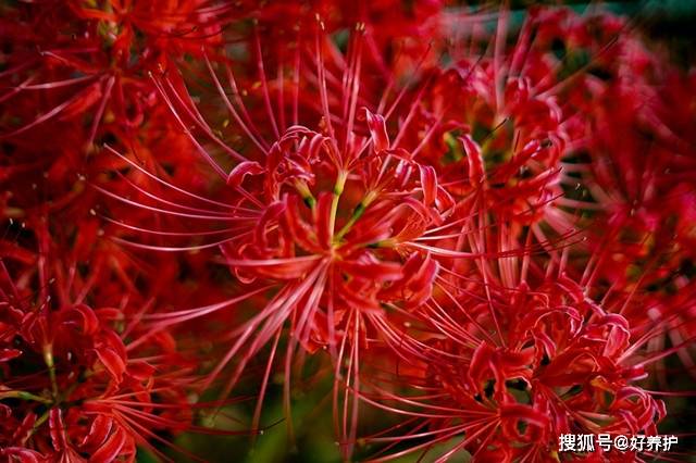 花开半夏 彼岸花开 美了 Lycoris