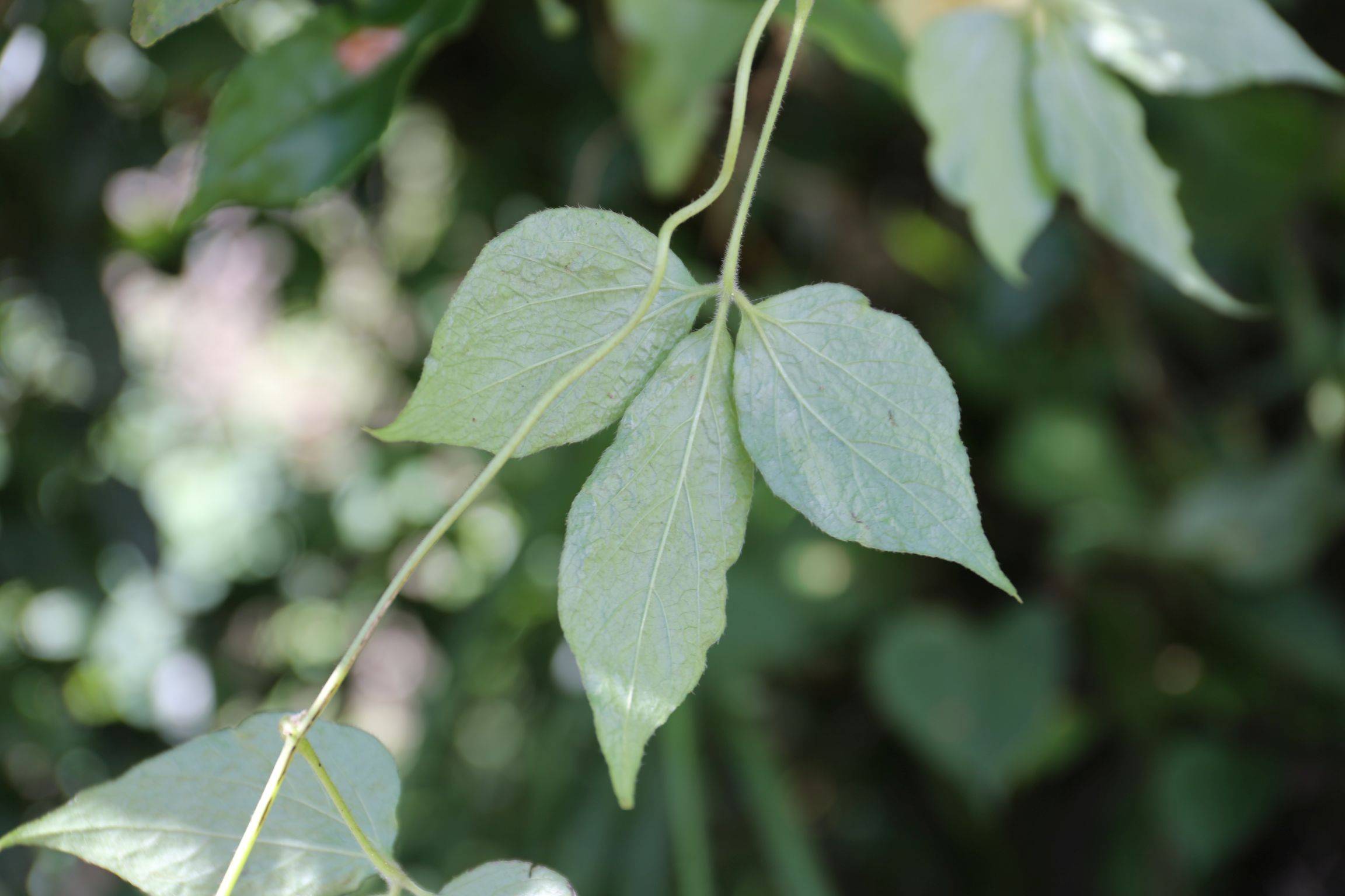 庆元植物1432薯蓣科薯蓣属毛芋头薯蓣