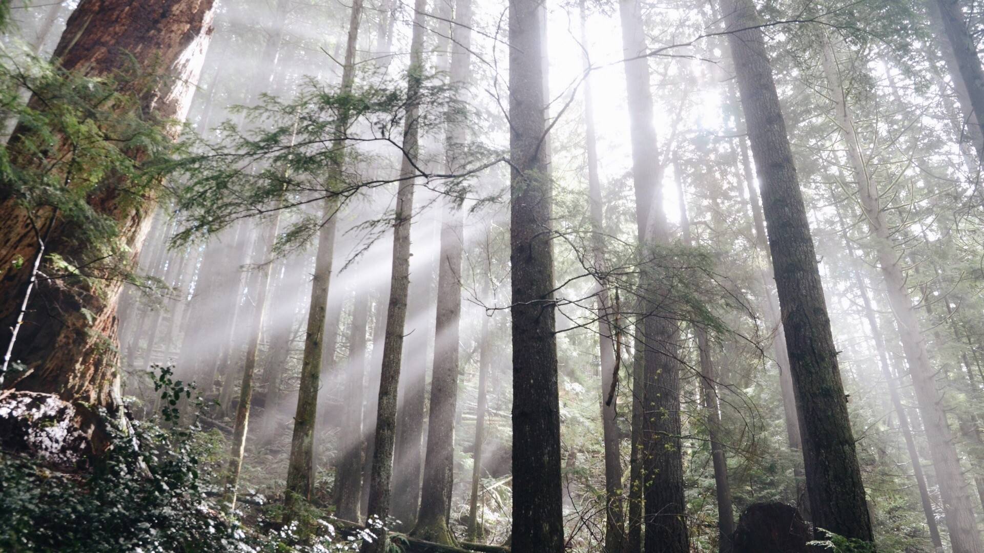 最美大自然森林风景壁纸
