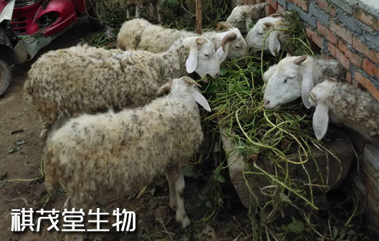 症状|羊传染性胸膜肺炎的症状和原因，羊传染性胸膜肺炎怎么预防和治疗？用什么药？