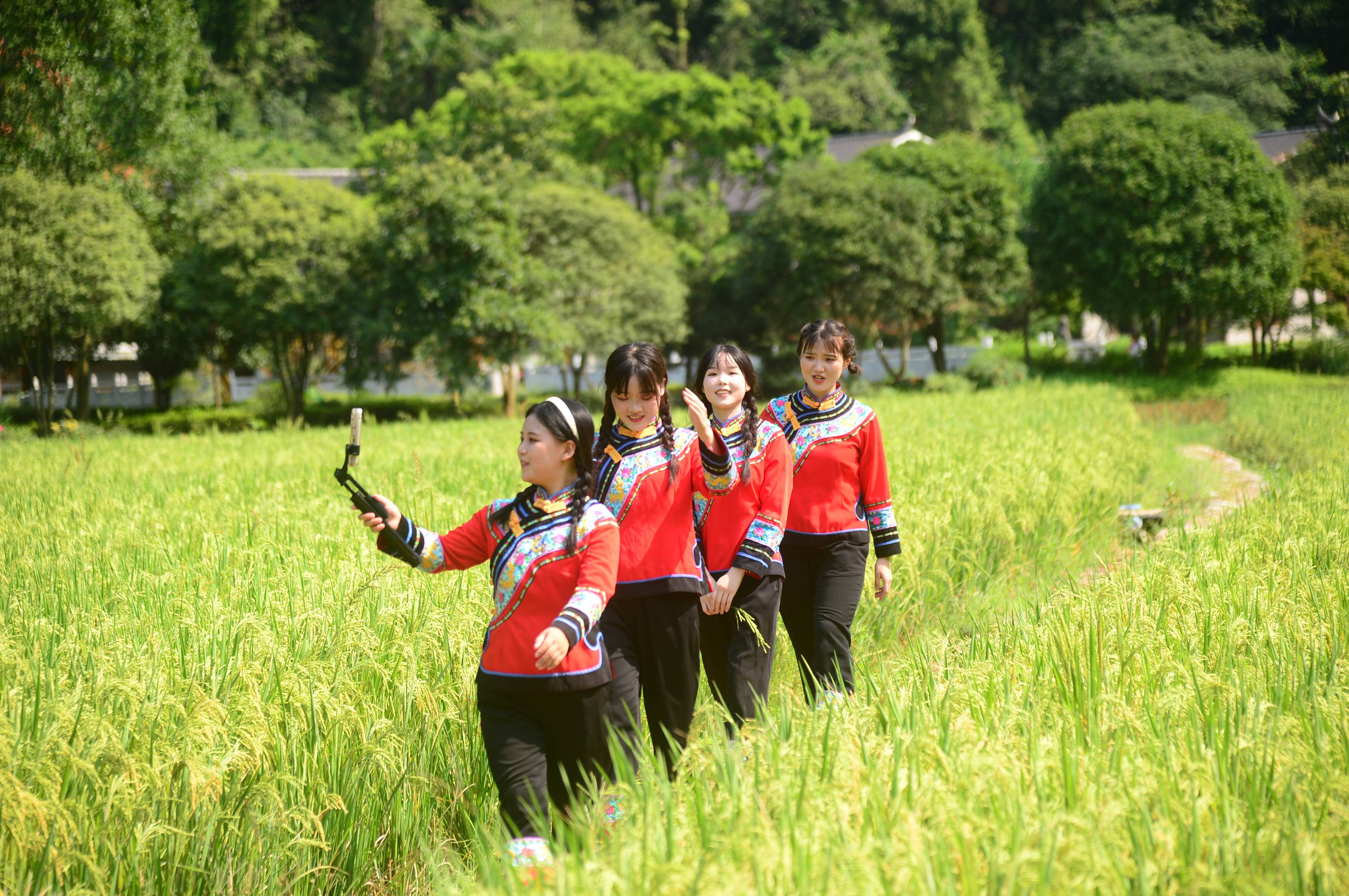 張家界黃龍洞景區網紅美女稻田直播家鄉美景