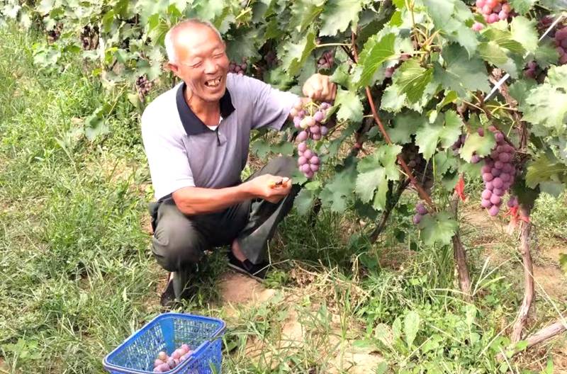 临汾河里庄：发展葡萄产业 传承根祖文化