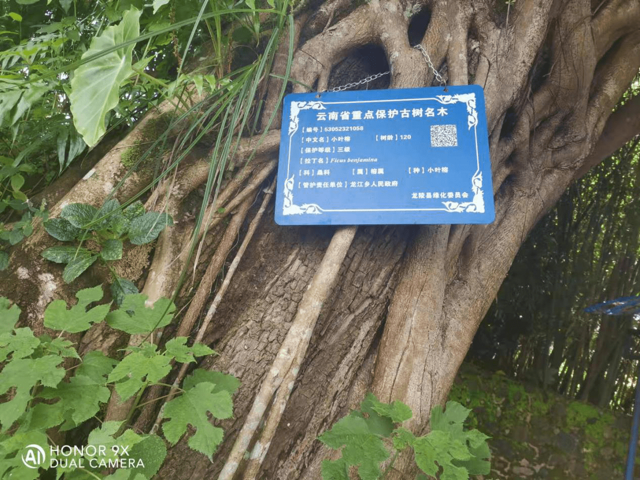 龙陵县龙江乡弄岗社区：一个傣族寨，古树名木上百棵